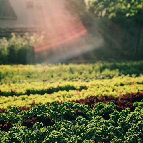 Top Crops Taste Utah